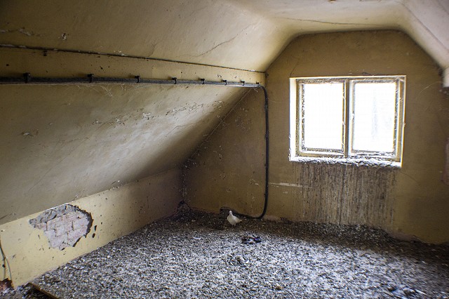 Piegeon infestation in the attic