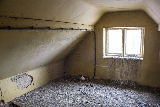 Piegeon infestation in the attic Piegeon infestation in the attic