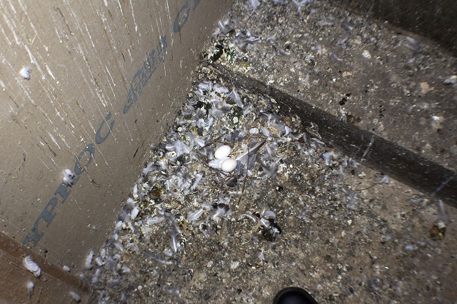 The pigeons had clearly been present for quite some time, and even eggs were hatched on the floor